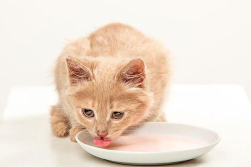 小宠物猫奶粉怎么喂养