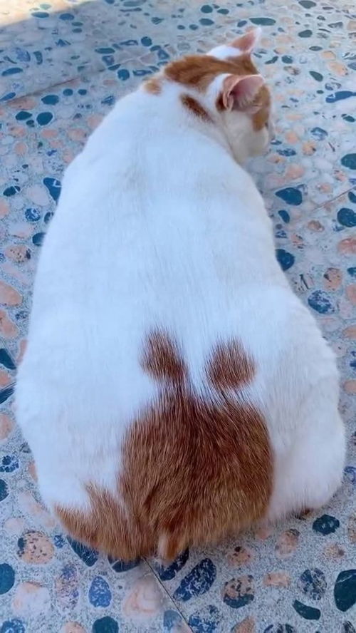 宠物猫段子怎么拍
