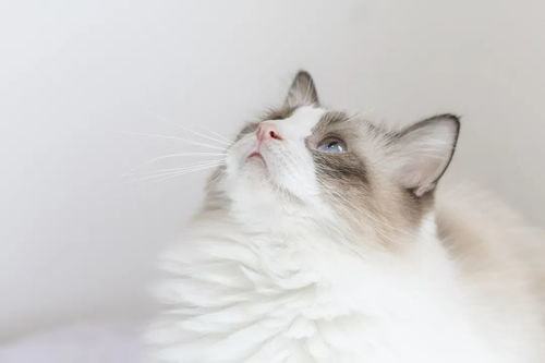 怎么买宠物猫安全吗