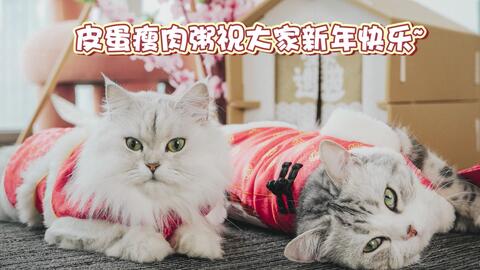 过年怎么寄养宠物猫呢