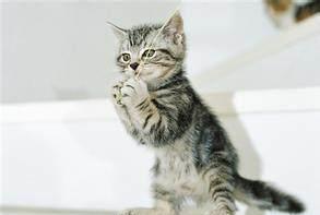 宠物猫怎么才不会抓人