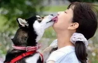 宠物狗互舔嘴巴怎么回事