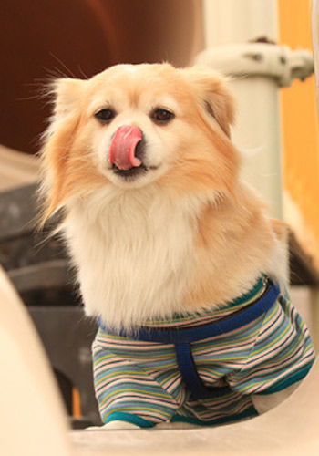 宠物狗开衫衣服怎么穿的