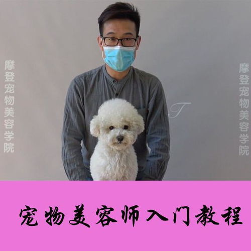 怎么做立体小宠物狗教程
