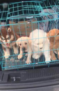 做宠物狗小屋怎么做好看