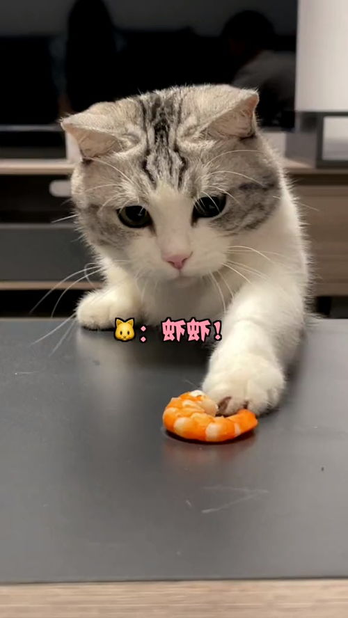 宠物猫吃不胖怎么办