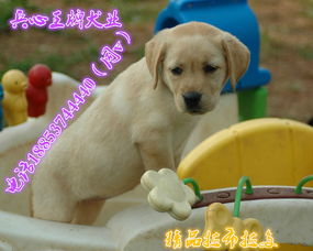 拉布拉多多少钱一只幼犬