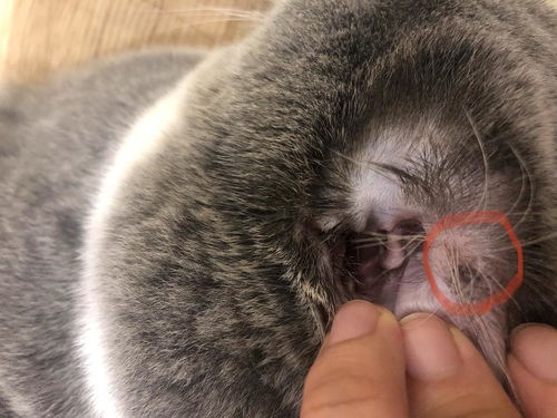 宠物猫耳朵怎么擦好看