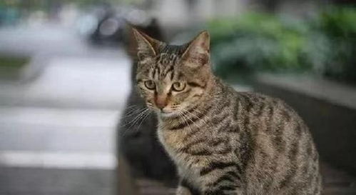土猫和宠物猫怎么选