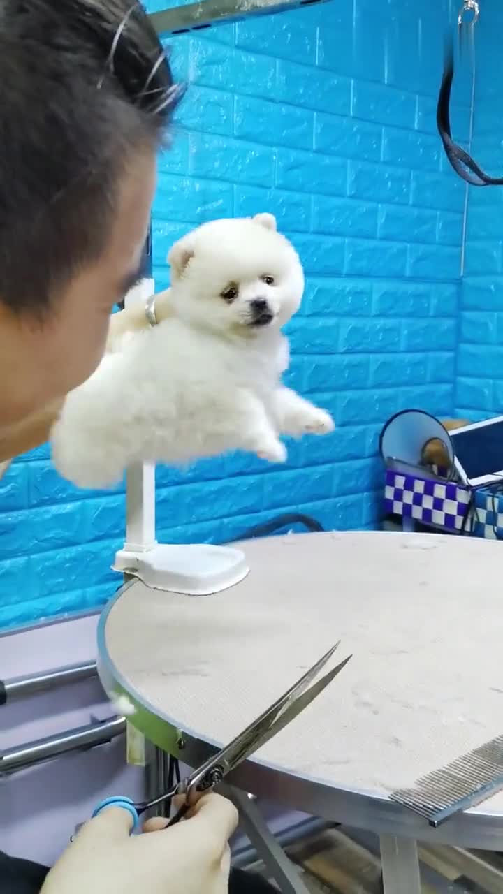 宠物狗修剪毛毛怎么修的