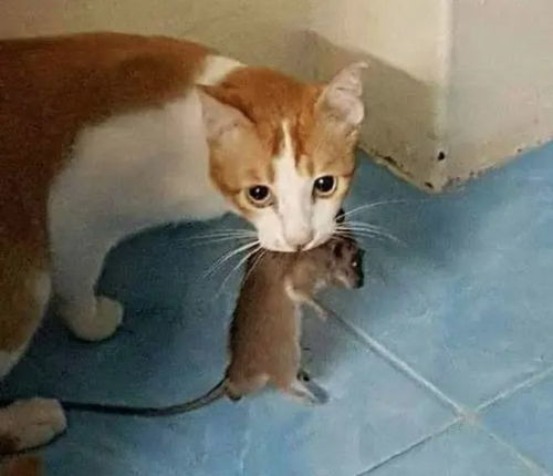 城市宠物猫抓老鼠怎么办