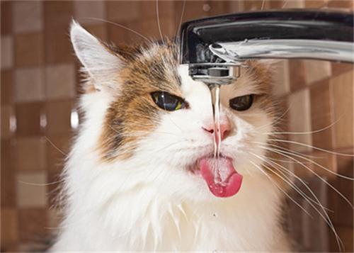 主人选宠物猫会怎么样呢