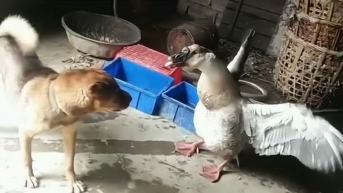 大鹅和宠物狗打架怎么办