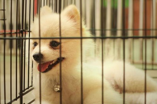不在家里怎么养宠物狗好