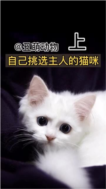 宠物猫怎么选主人