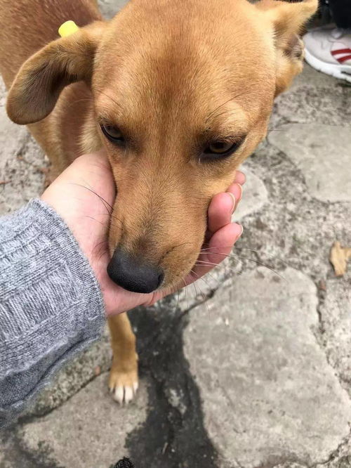 宠物狗打耳标怎么打出来