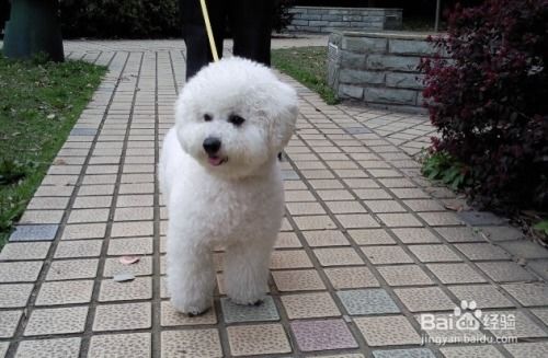宠物狗肠胃娇贵怎么办呀