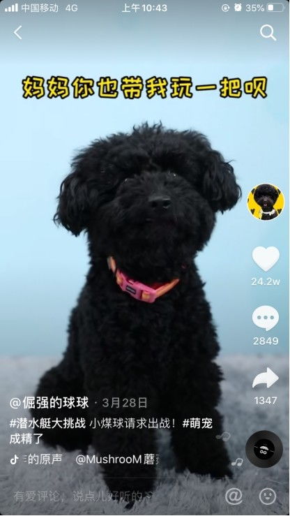 做宠物狗抖音怎么做的