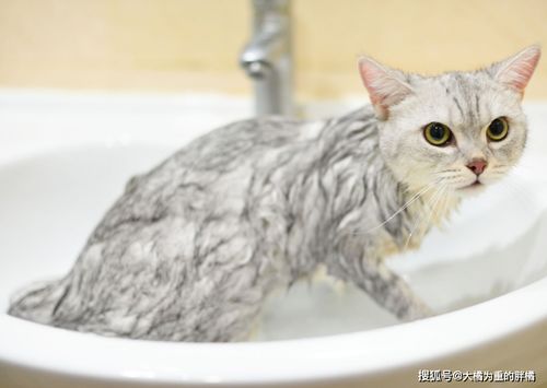 怎么洗宠物猫