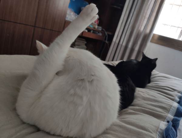 宠物猫抓人怎么回事