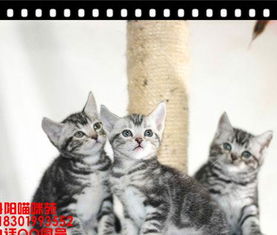宠物猫服务推荐怎么写好