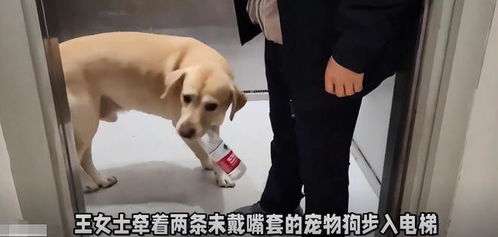 宠物狗咬人怎么打他的狗