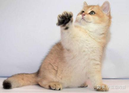 宠物猫舍怎么挑选