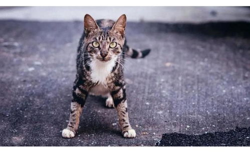 宠物猫抓伤人怎么判