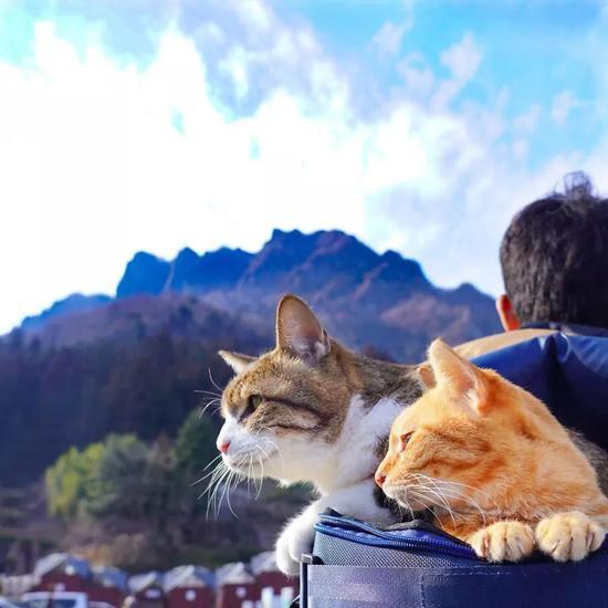 出门旅游怎么带宠物猫