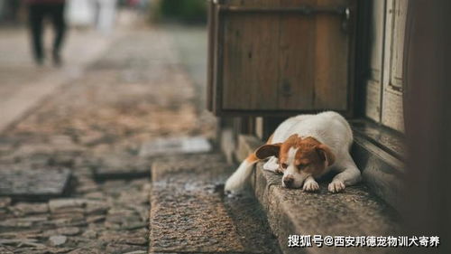 宠物狗抑郁症怎么办治疗