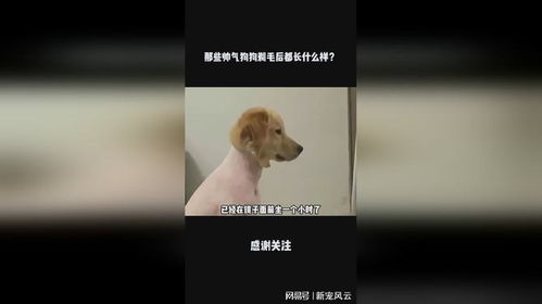 宠物狗毛有点长怎么办啊