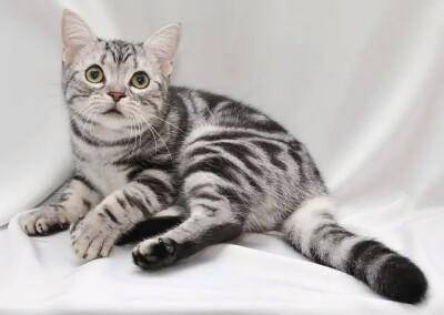 家养宠物猫怎么选择