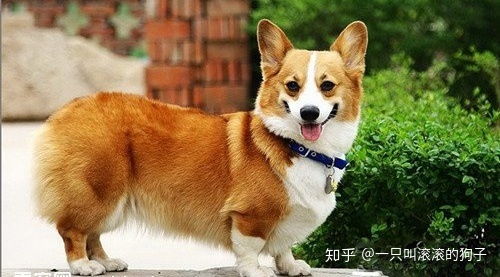 宠物狗后腿受伤怎么办啊