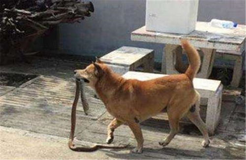 宠物狗跟土狗大战怎么办