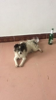 宠物狗的毛怎么剪短一点