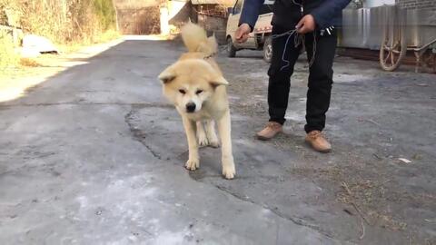 土犬打架宠物狗怎么办啊