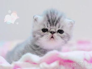 宠物猫便便怎么处理
