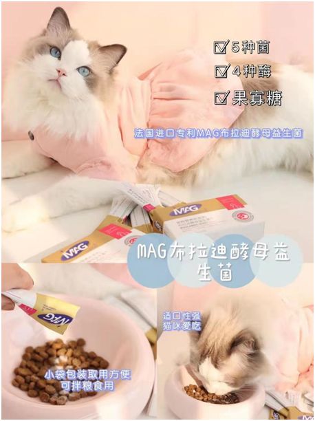 宠物猫益生菌怎么选择