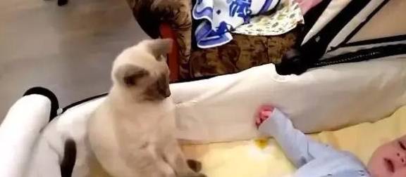 小宠物猫怎么安抚主人