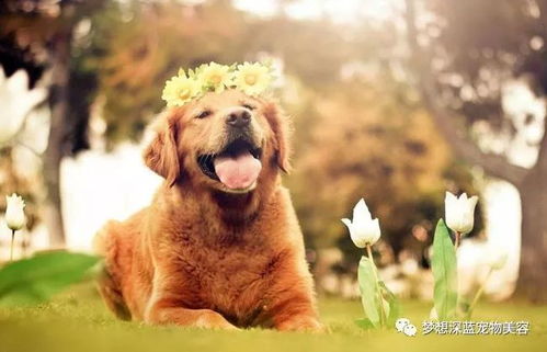 把宠物狗喂好会怎么样呢