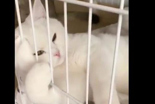 买宠物猫询价怎么说的