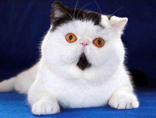 宠物猫是怎么繁衍