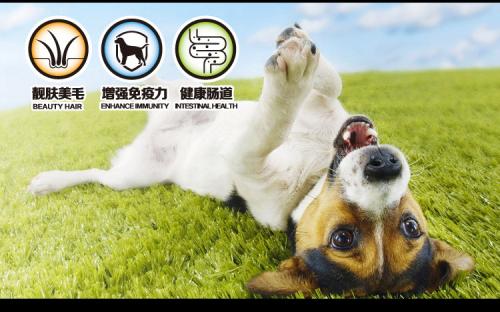 狗狗运费多少钱啊