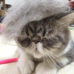 宠物猫毛怎么种植