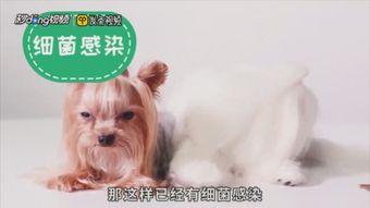 宠物猫咳嗽有痰怎么办啊