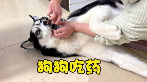 狗狗打驱虫多少钱