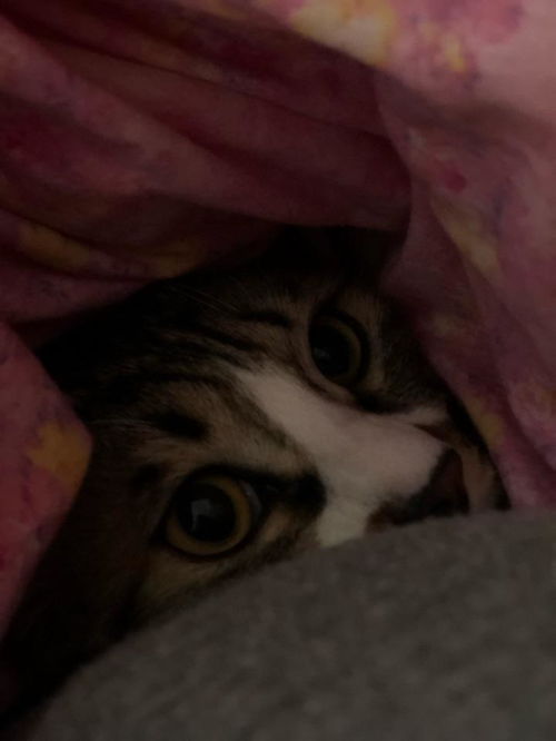 宠物猫钻被窝怎么回事儿