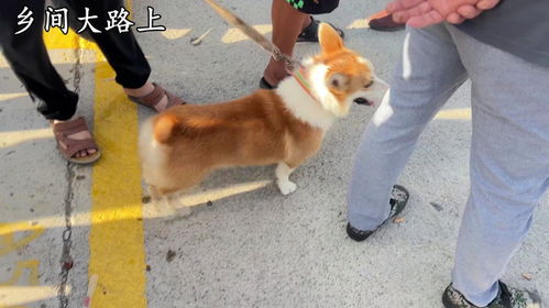 宠物狗柯基怎么选好看的