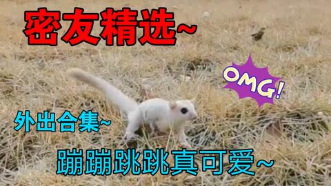 宠物猫的尿不湿怎么戴
