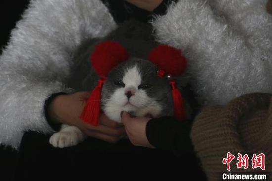 宠物猫怎么拍才能火